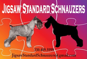 Jigsaw Standard Schnauzers