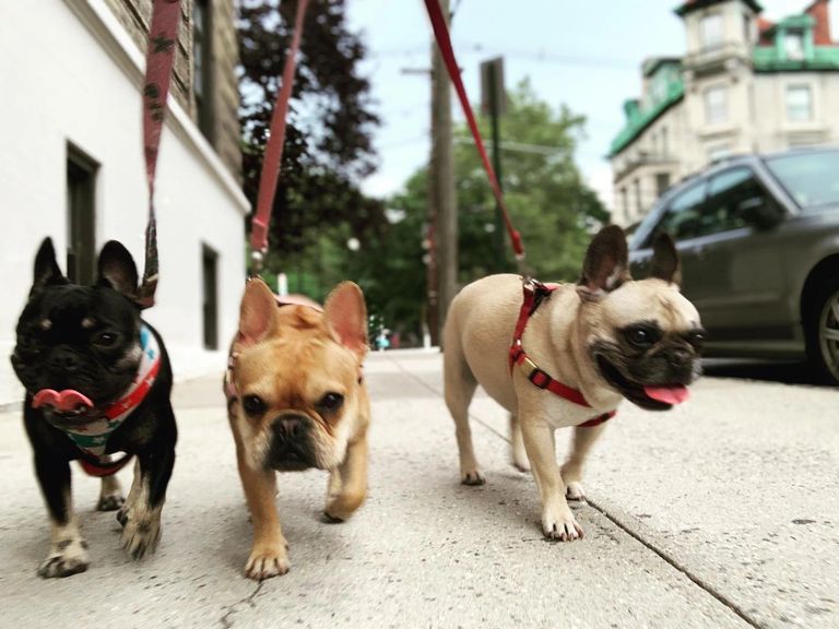 Dog Walking, Dog Day Care Hoboken, New Jersey