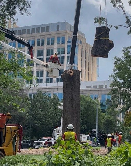 crane lifting tree trunk