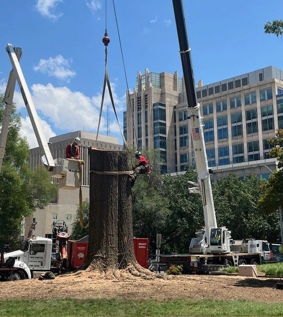 tree removal by Lineberger's Tree Service