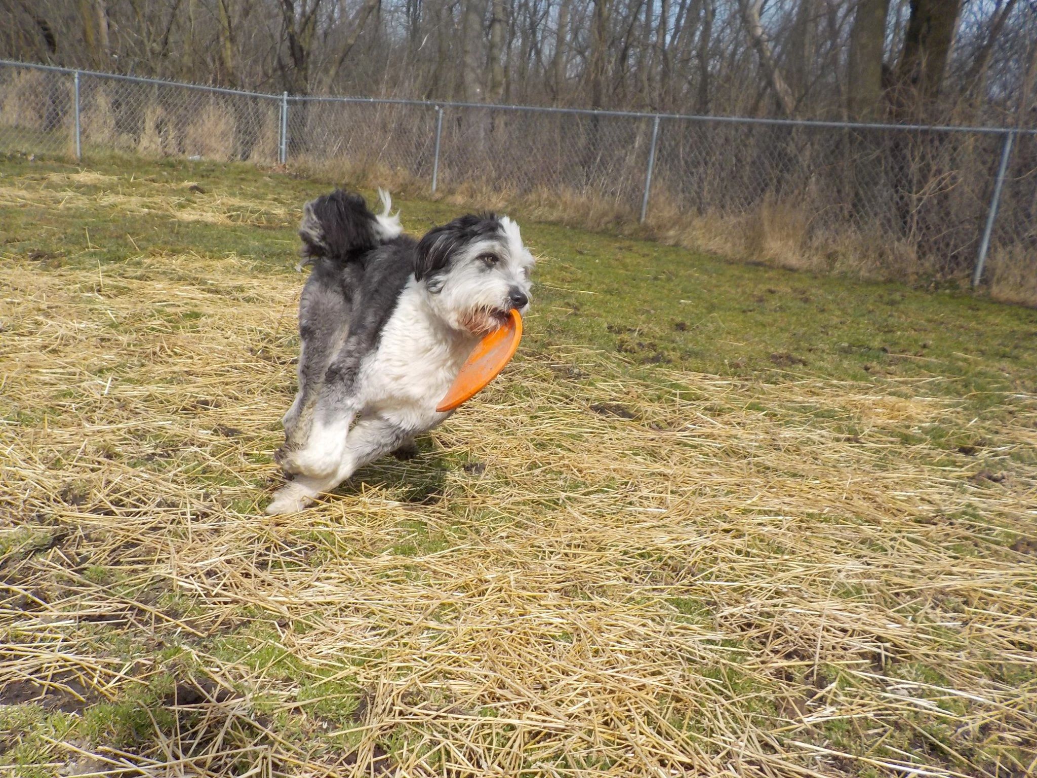 Lake Forest Kennel Club Lake Forest Kennel Club