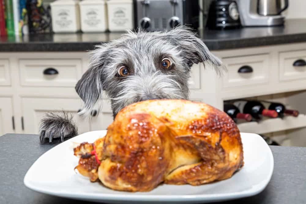 what can i give my dog for thanksgiving