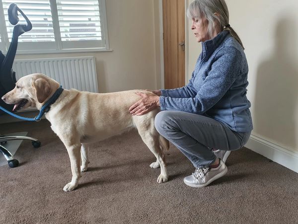 A chiropractor doing a back adjustment to a dog