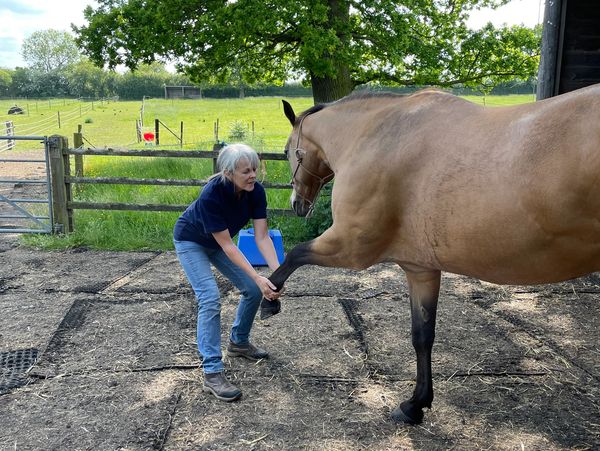 A chiropractor holding the front leg of a horse
