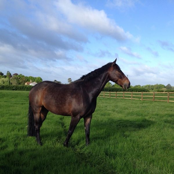 A horse on a green field