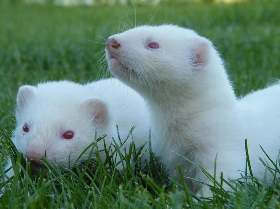 Baby Bear (left) and a litter mate