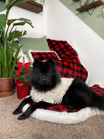 A black Eurasier dog sitting on a memory foam dog bed by paw.com
