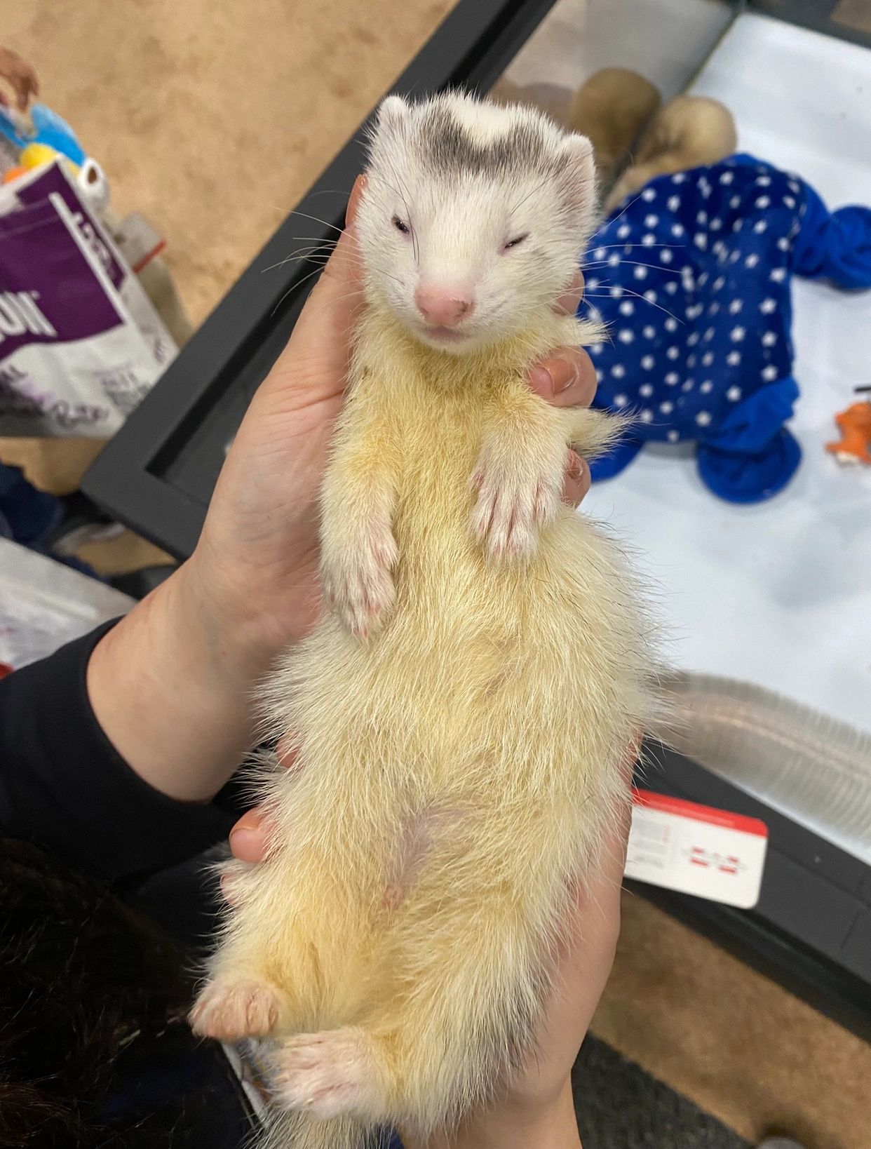 Marshalls ferret at SuperZoo