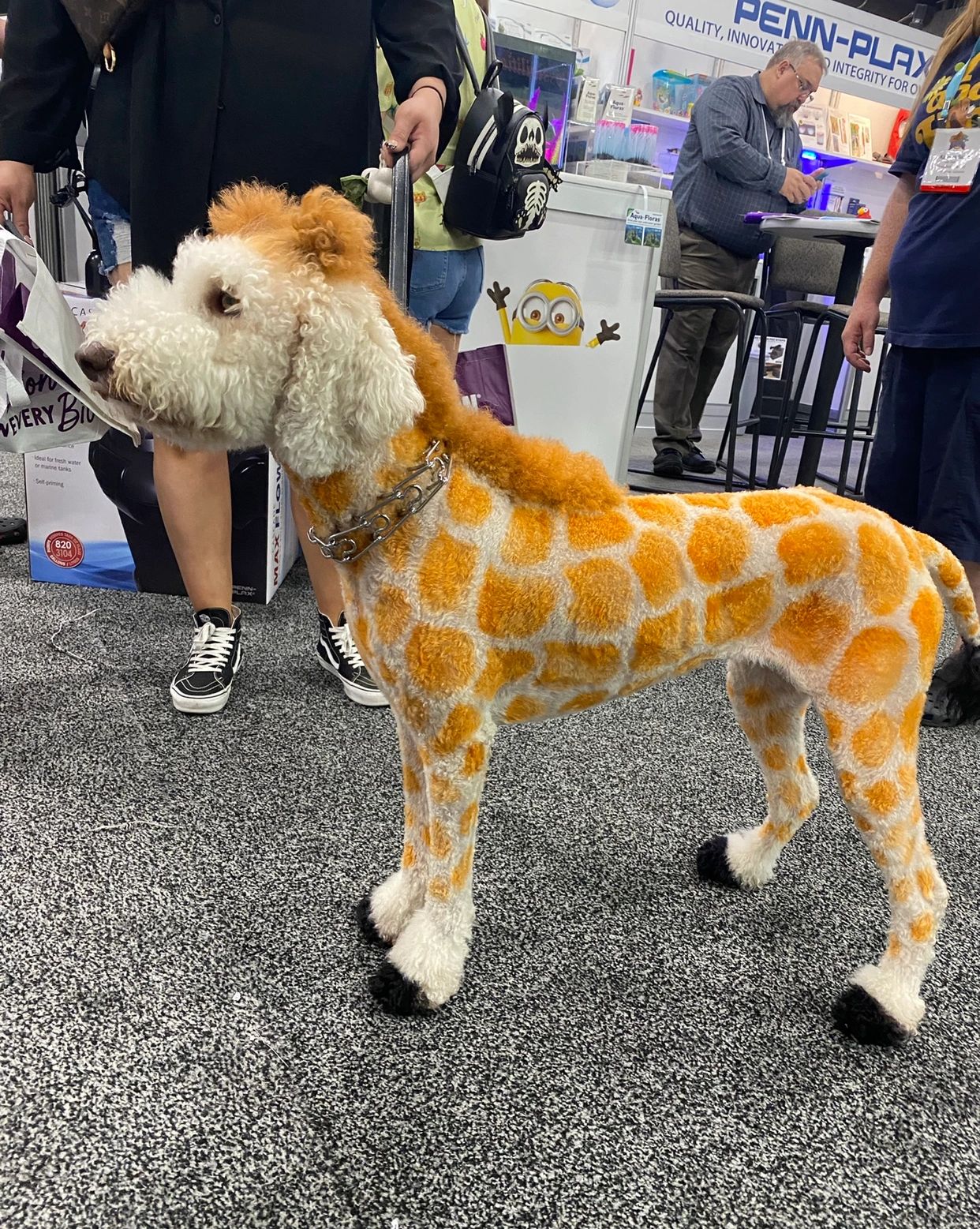 poodle groomed in the style of a giraffe at Superzoo