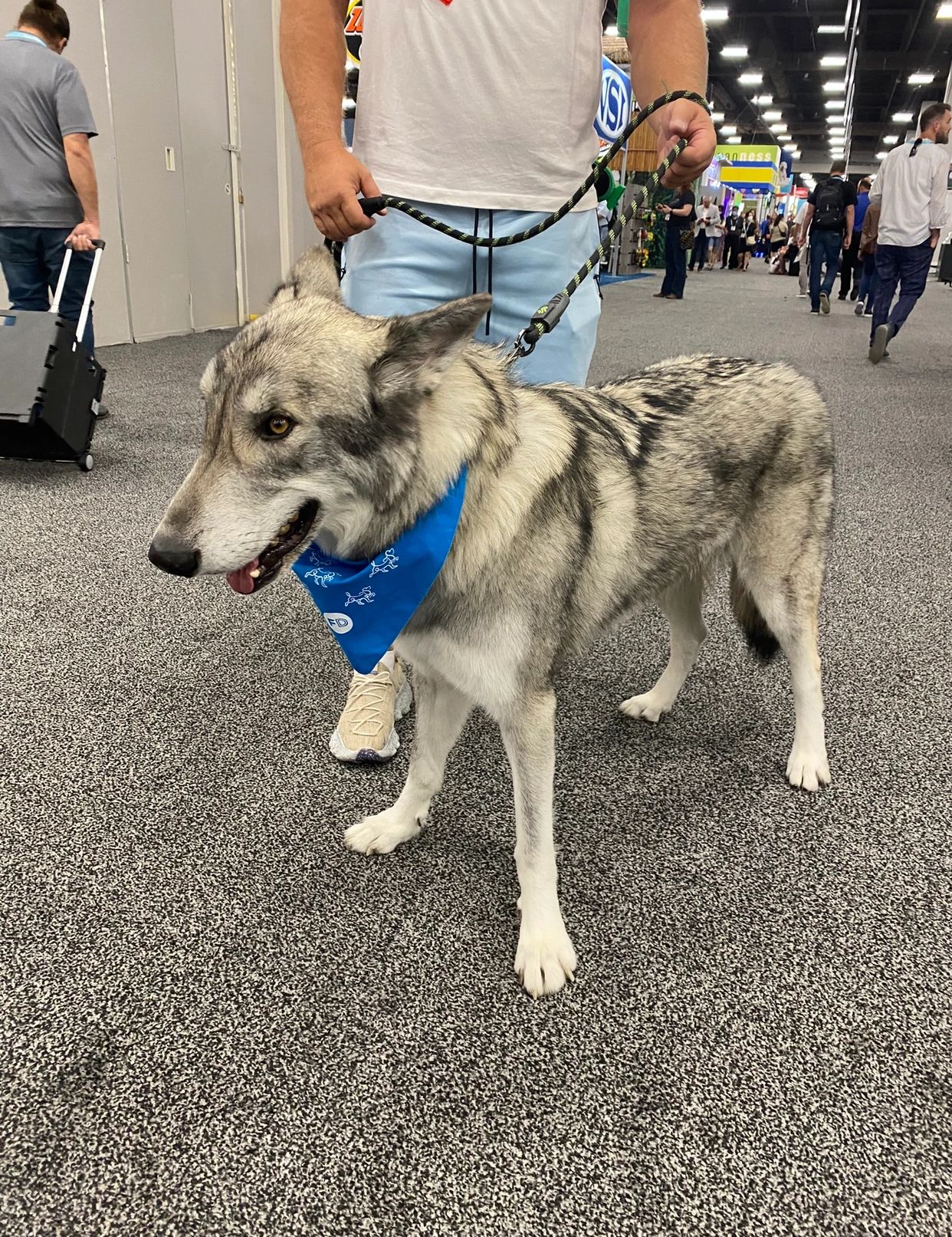 wolf dog at SuperZoo