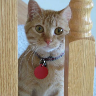 #rip Puma. The best kitty in the world. 