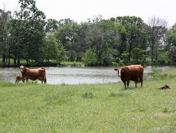 N.E. Texas Cattle Ranch.  Ranch sold by Southwest Ranch & Farm Sales June 2016.  