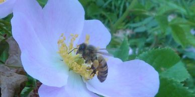 Apicoltura stanziale, agricoltura conservativa, ecologia, fiori, ape, miele, Veneto, Italy