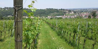 Vigneto biologico, uva biologica, coltivazione naturale, colli berici, Arcugnano, Vicenza, Italy