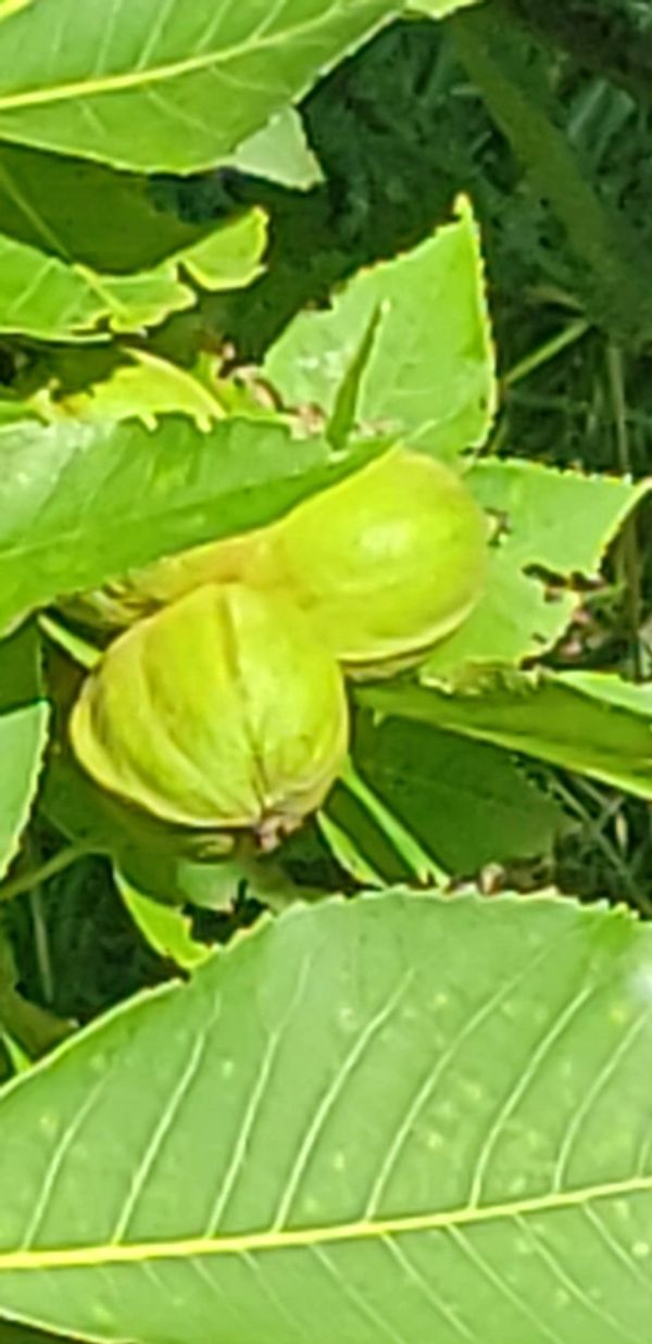 immature shagbark hickory in hull