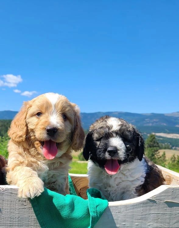 What Is A Mini Bernedoodle