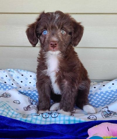 Mini Aussiedoodle puppies, Tiny Ausssiedoodle puppies, Training your aussiedoodle puppy