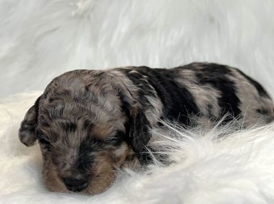 Tiny aussiedoodle, micro aussiedoodle, and Toy Aussiedoodle from Designer Aussiedoodles Canada in BC