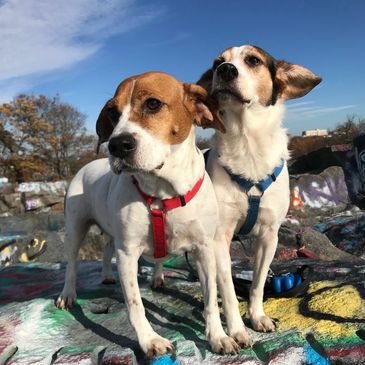 Beagles on hike