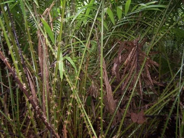3352096-the-vicious-thorns-of-the-rattan-plan.webp