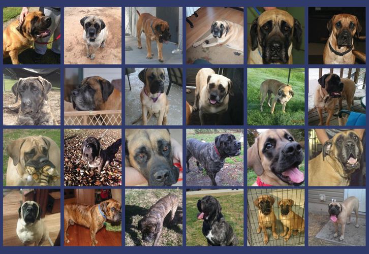 Mastiff Southern States Mastiff Rescue