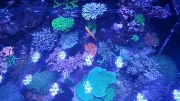 amazing acropora growth 