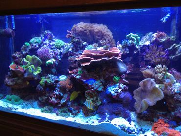 450 gallon reef aquarium