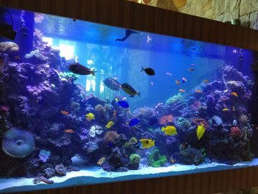 1000 gallon reef aquarium. 