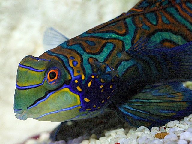 Aquarium Maintenance: 20% Discount on all livestock for our Biweekly and  Weekly members