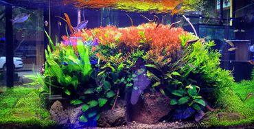 65 gallon planted aquarium - dutch style
