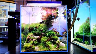 30C planted aquarium