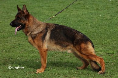 German Shepherd dog standing on green grass, panting with tongue out.