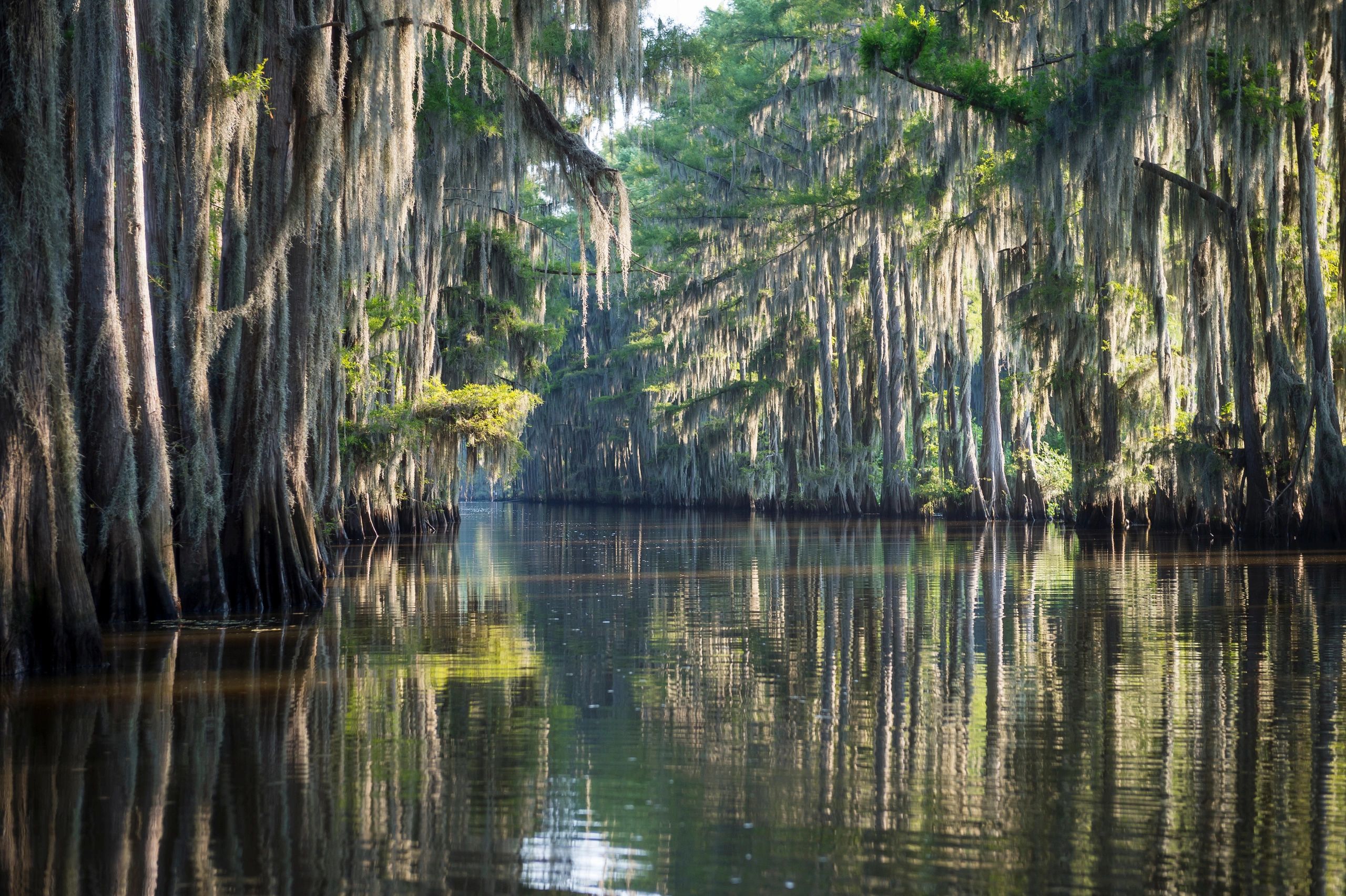 Scenic swamp with hanging moss and calm water.
