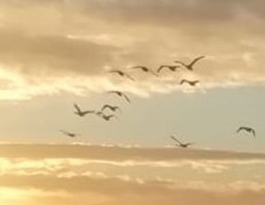 Swans flying over Guys Farm