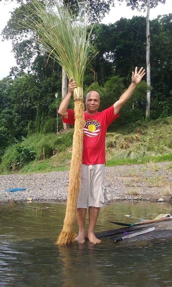 Chrysopogon zizanioides, commonly known as vetiver and khus roots are very long.