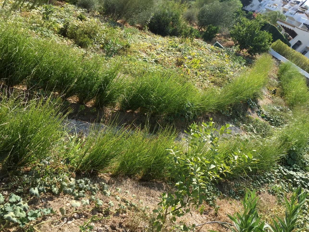 Chrysopogon zizanioides, commonly known as vetiver and khus planted in Spain