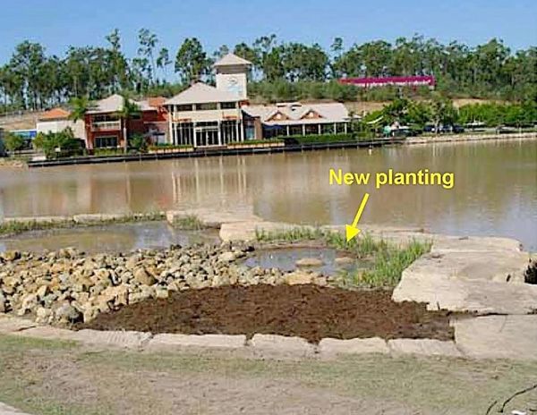 Chrysopogon zizanioides, commonly known as vetiver and khus used in pollution control