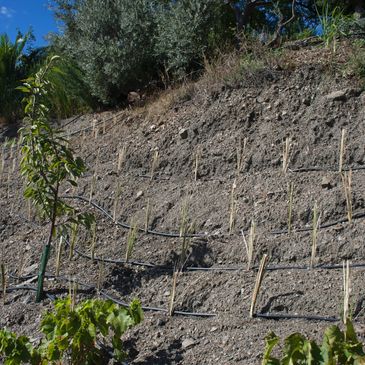 Chrysopogon zizanioides, commonly known as vetiver and khus newly planted