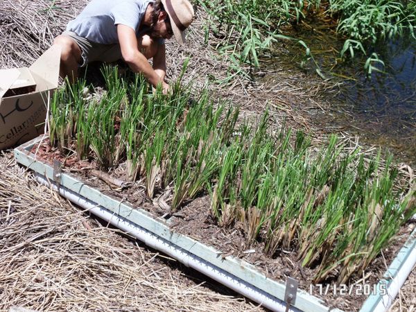 Chrysopogon zizanioides, commonly known as vetiver and khus planted on pontoons.