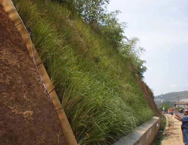 Chrysopogon zizanioides, commonly known as vetiver and khus 