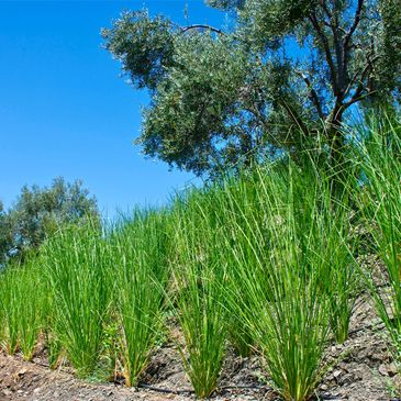Chrysopogon zizanioides, commonly known as vetiver and khus in Spain