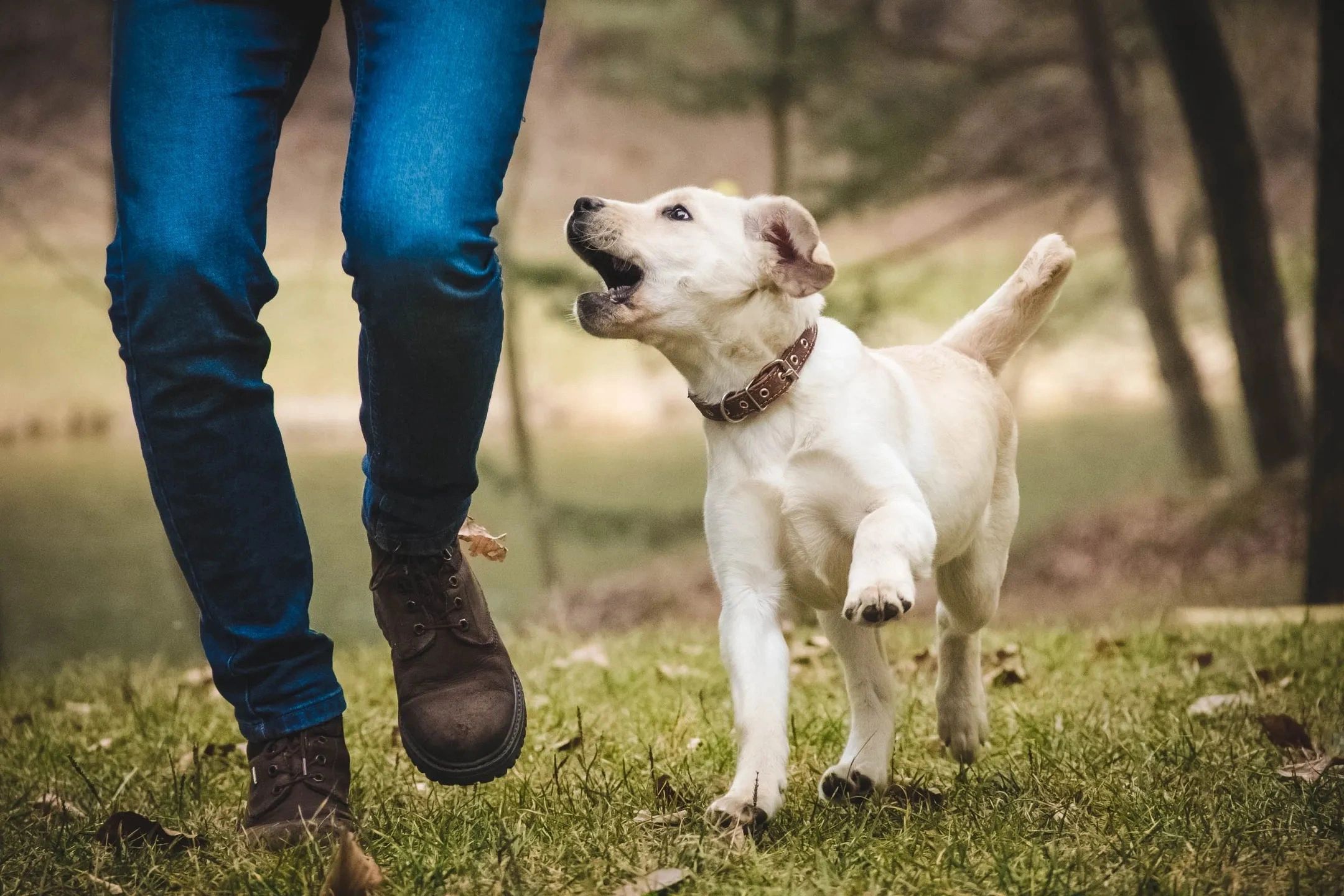 Dunfermline Dog Walker