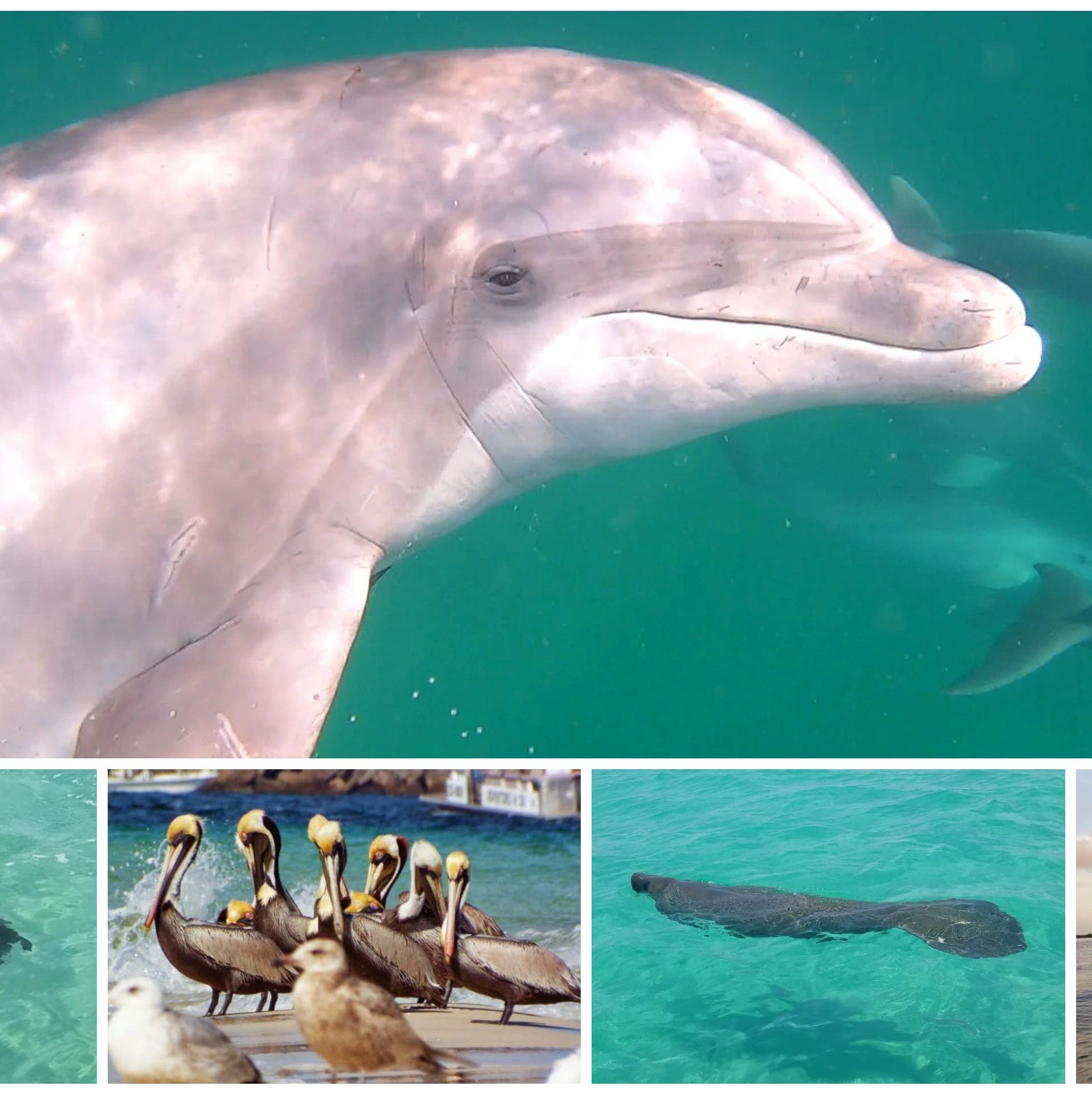Dolphin and Snorkeling Tours DolphinAndSnorkelingTours