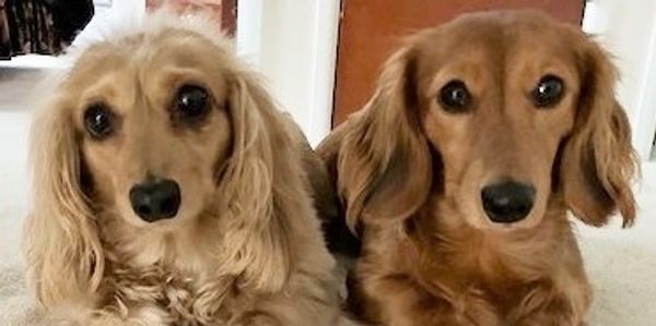 Two adorable long-haired dachshunds sitting close together.