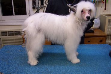 perfectly groomed, chinese crested puff, white bathing