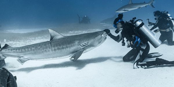 Scuba diver gently touching a large tiger shark underwater.