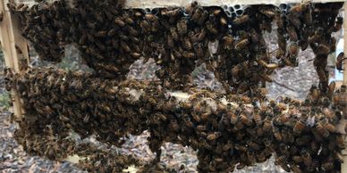 Queen Bees  Queen Bees For Sale In Australia