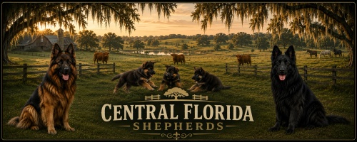 Central Florida Shepherds