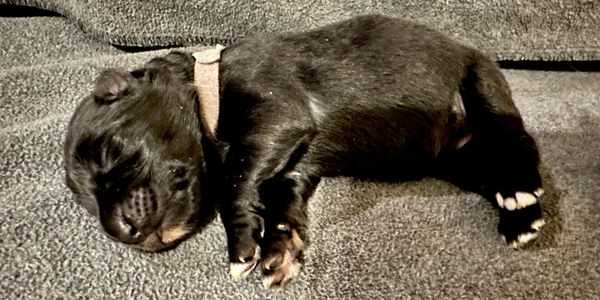 Newborn black puppy sleeping peacefully.