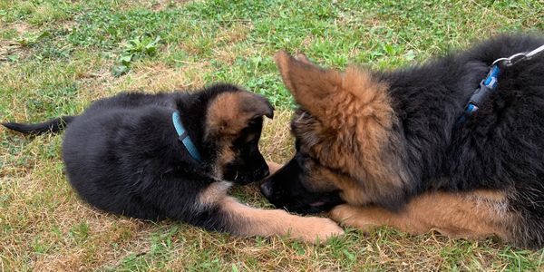 Two German Shepherd dogs sniffing each other on grass.